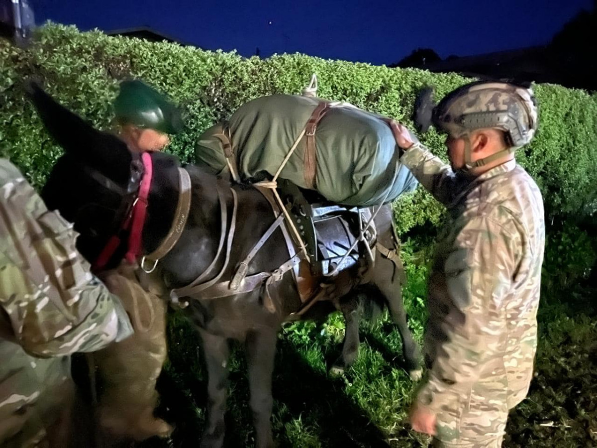 Atalajado y carguu00edo del ganado mular en una operaciu00f3n nocturna Firma Eju00e9rcito de Chile